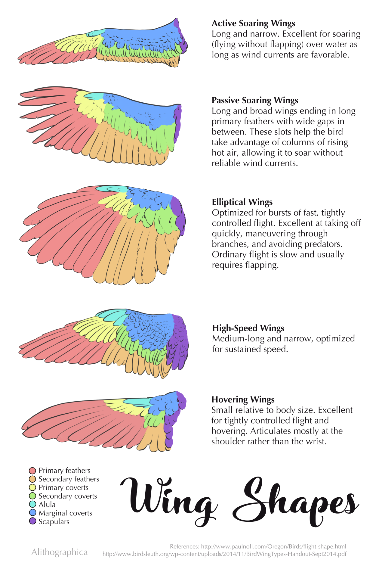 Bird Wings