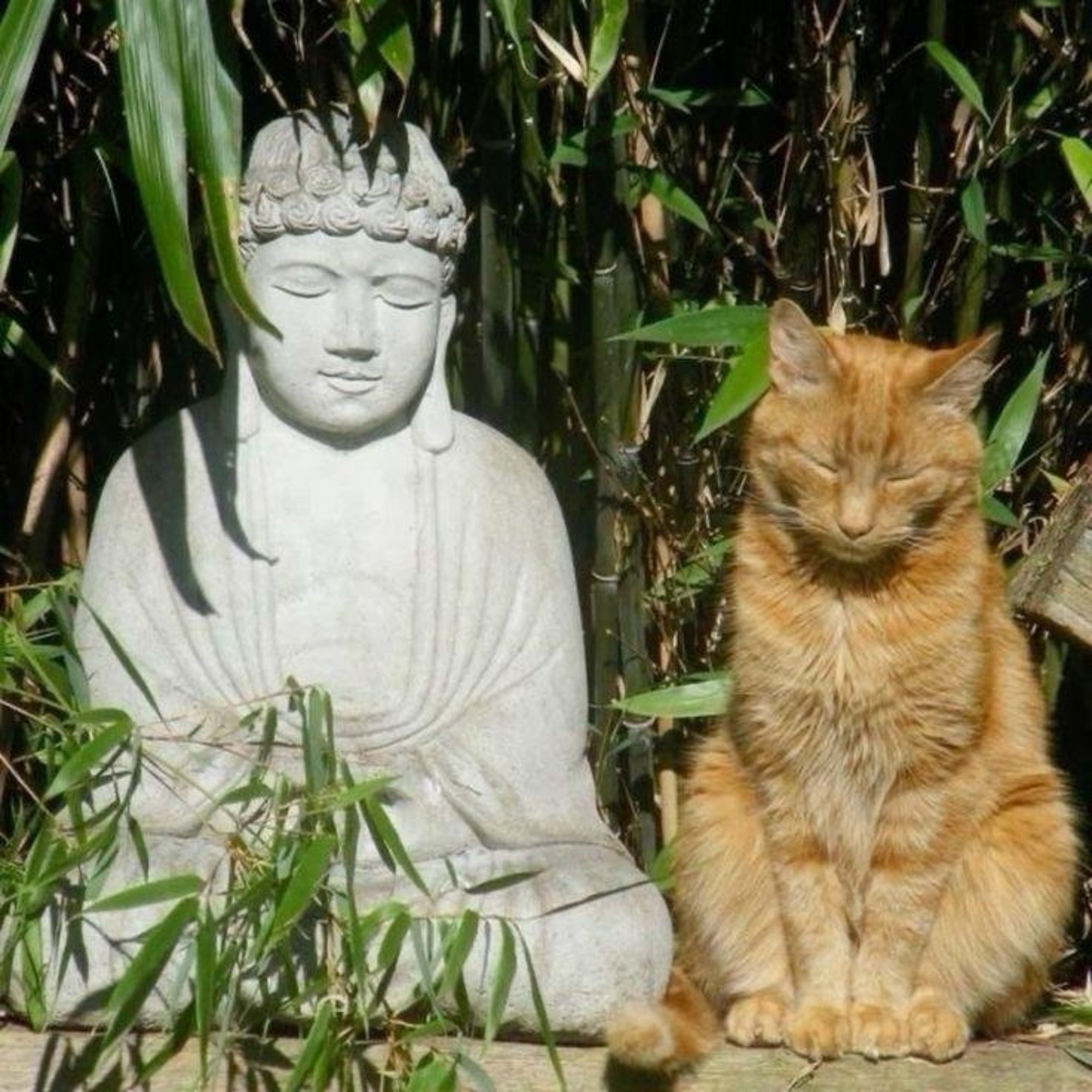 BuddhaCat