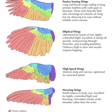 Bird Wings