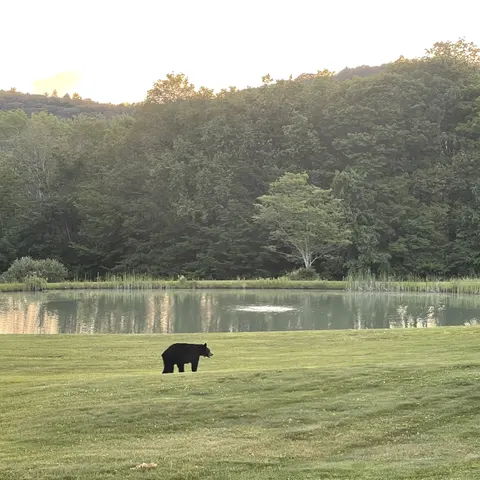 MrBearVisitsBoedtker
