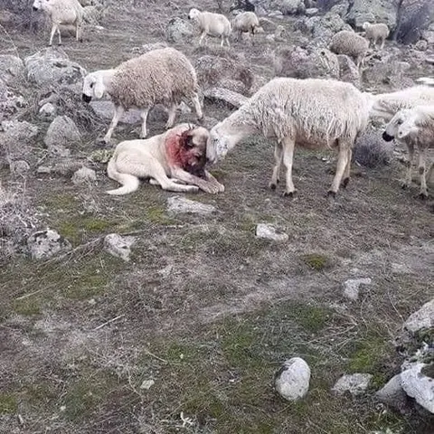 SheepThankingDog